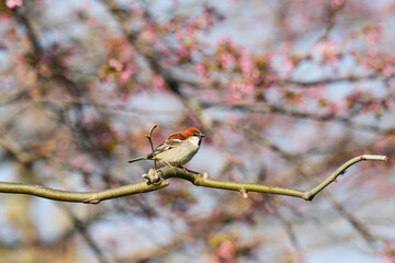 桜が咲く頃のニュウナイスズメ