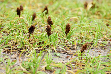 浜辺のコウボウムギ