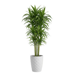 Tall green bamboo plant in a white textured pot isolated on transparent background
