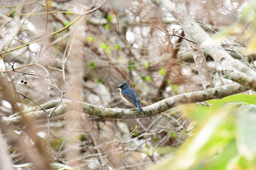 太い枝に止まる春のルリビタキ