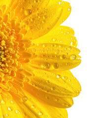 Close-up of a vibrant yellow gerbera daisy, adorned with water droplets
