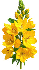 Vibrant cluster of yellow flowers with green buds and leaves
