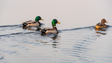 landscape with Burtnieki Lake, calm water of the lake with reflections, fragments of natural objects, Burtnieki Lake, Valmiera Region, Latvia