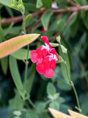 Close up of red and white salvia flower blooming in garden with green leaves