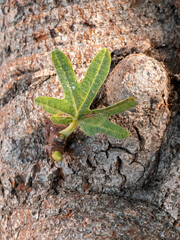 Close up of young fig leaf sprouting from tree bark in natural sunlight