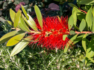 Red bottlebrush flower blooming with green leaves in sunlight