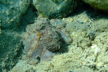 Common octopus (Octopus vulgaris) hunting, Aegean Sea, Greece, Halkidiki, Pirgos beach