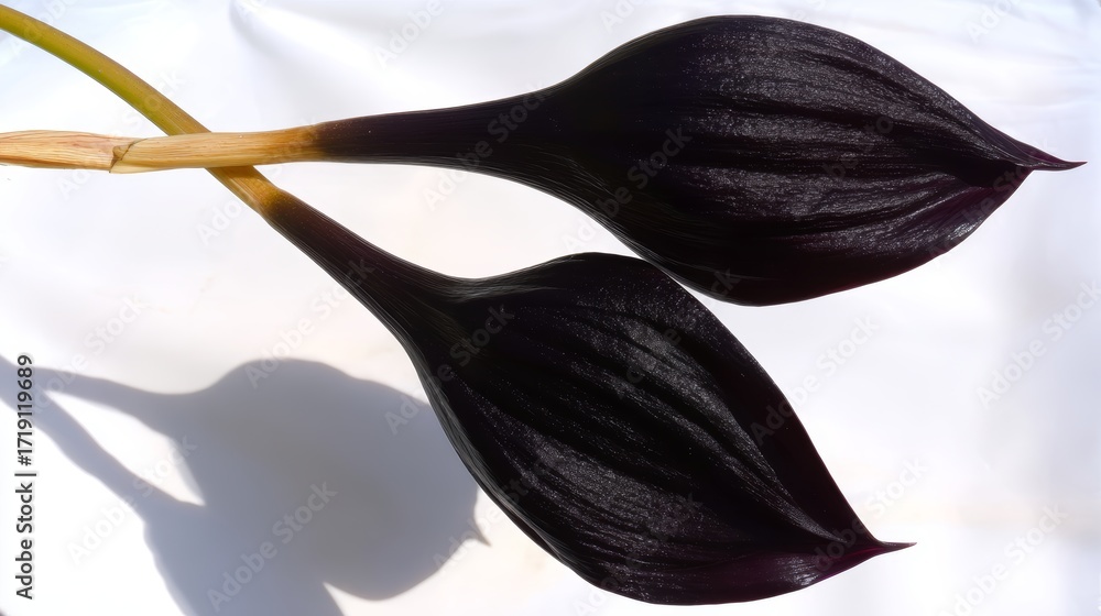 Poster rare black calla lily blooms beautifully with unique shape and color on a soft light background in a