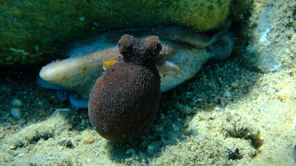 Common octopus (Octopus vulgaris) hunting, Aegean Sea, Greece, Halkidiki, Pirgos beach © Alexey
