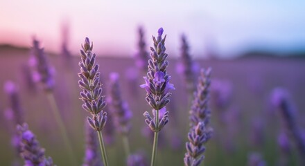 Fototapeta premium field of lavender