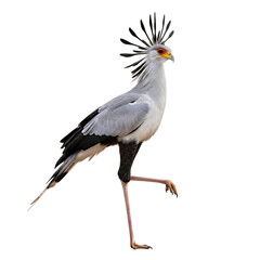 Obraz premium Secretary bird standing on one leg isolated on transparent background