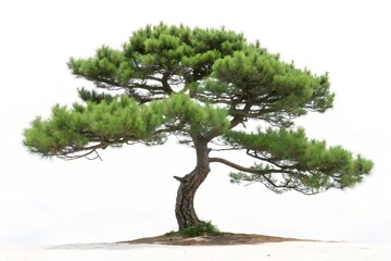 Single pine tree with curved trunk and wide needle canopy on sandy base over white background
