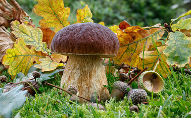 orange cap boletus