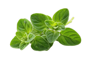 Fresh oregano leaves close-up