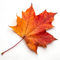 Obraz premium Single maple leaf with autumn gradient from yellow-orange to deep red on white background