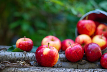 many red apples scattered. High quality photo