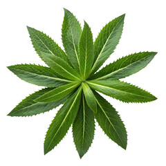 Realistic Eryngium Foetidum Leaf Bunch