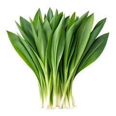 Realistic Garlic Leaf Bunch Top View
