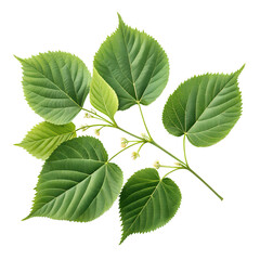 Realistic Linden Leaf Bunch Top View