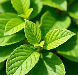 Fresh Green Leaves Background for Nature and Eco Design