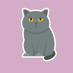 British Shorthair Cat