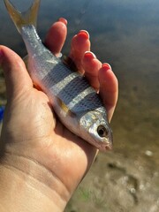 woman holds a freshwater fish
