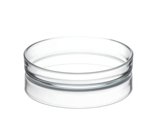 A shallow, cylindrical, clear glass dish with a slightly raised, visible bottom.  Its smooth, transparent form suggests lab or food use