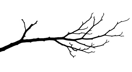 A bare tree branch extending horizontally silhouetted against a white background