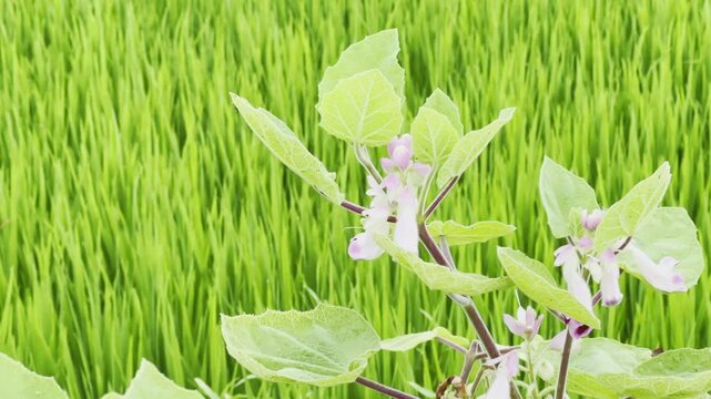 Close-up of Bicchu Phal (Martynia annua) with pale green leaves and light purple flowers set against a lush paddy field backdrop.