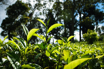 Fototapeta premium Fresh Green Tea Leaves Close Up in Organic Herbal Farm with Morning Sunlight. Natural Eco Plantation for Healthy Organic Drinking Tea.Organic Tea Plantation for Relaxation and Health. Green Tea leaves
