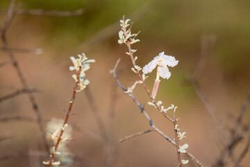 Fleurs sauvages au printemps en Namibie
