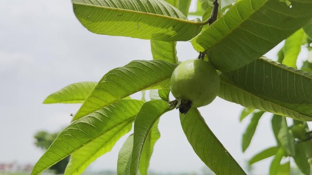 Static shot of a fresh green guava hanging from a tree branch with elongated leaves swaying gently in the breeze.