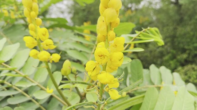 Bright yellow Candle Bush (Senna alata) flowers in bloom with lush green leaves, captured in sharp detail outdoors.
