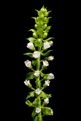 Flower of green shiso (Perilla frutescens var. acuta) in Japan in September