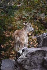 Young alpine goat kid climbing the rocks