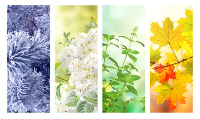 Set of nature banners depicting natural world. Four season of year. Each one features scene of nature, from snow of winter to vibrant leaves of fall. Perfect  for showcasing of changing seasons