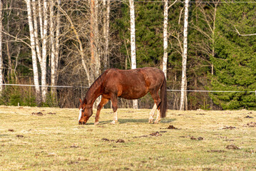 spring landscape with horses grazing, horses eating in the meadow, early spring in nature