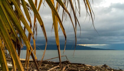 Palm fronds frame a cloudy coastal view