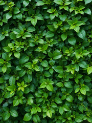 Fototapeta premium Lush greenery with vibrant foliage textured background