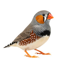 Zebra finch bird isolated on transparent background