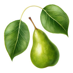 Realistic Green Pear Leaf Two Pieces