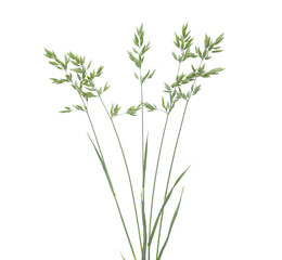 Blooming soft brome grass isolated on white background, Bromus hordeaceus