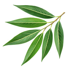 Realistic Green Willow Leafs White Background