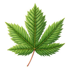 Realistic Pine Leaf White Background