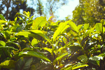 Fresh Green Tea Leaves Close Up in Organic Herbal Farm with Morning Sunlight. Natural Eco Plantation for Healthy Organic Drinking Tea.Organic Tea Plantation for Relaxation and Health. Green Tea leaves