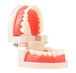Plastic anatomical model of a human jaw isolated on a white background. Training model for students. Teaching oral hygiene.