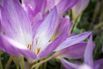 Autumn colchicum, a beautifully blooming garden flower.
