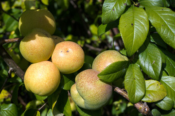 Japanese quince fruits ripen on the bush.
