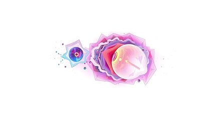 rose petals on white background