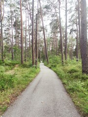 forest in the forest